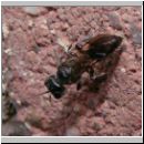 Pemphredon sp Grabwespe 02b 9mm.jpg